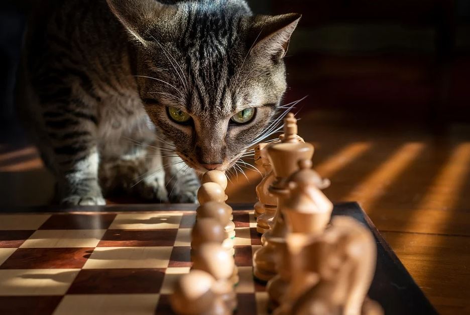 kočka a šachy